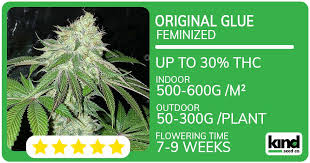 Everything You Need to Know About Marijuana Seeds Nevada Everything You Need to Know About Marijuana Seeds Nevada