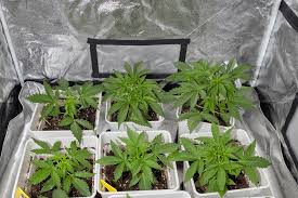 Everything You Need to Know About Marijuana Seeds Nevada Everything You Need to Know About Marijuana Seeds Nevada
