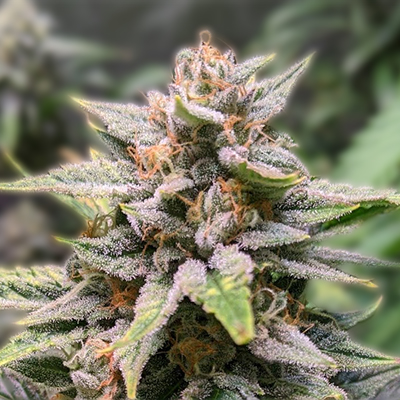 Everything You Need to Know About Marijuana Seeds Nevada Everything You Need to Know About Marijuana Seeds Nevada